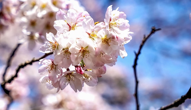 Close-up of cherry blossom