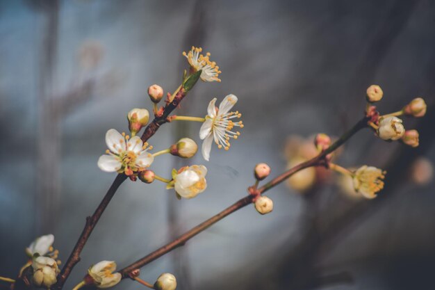 Photo close-up of cherry blossoms in spring