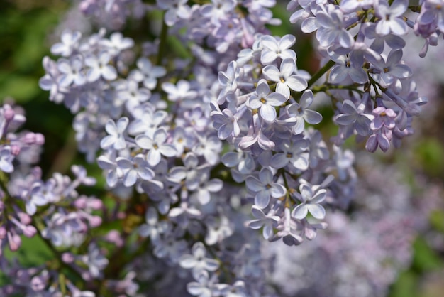 Photo close-up of cherry blossoms