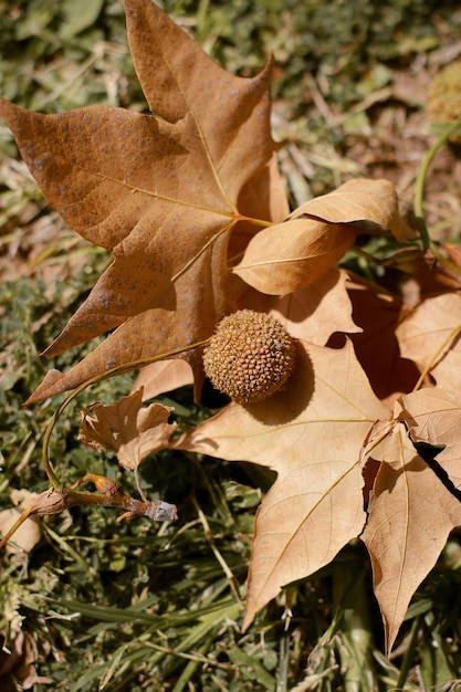 close up of chestnut in golden leaves on the ground