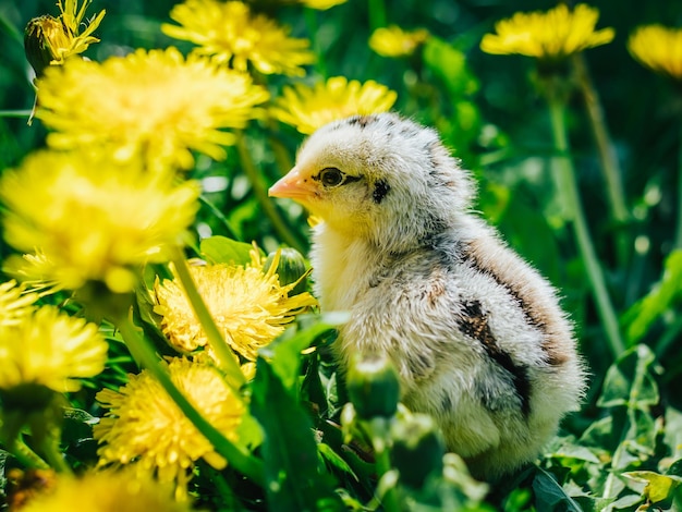 Photo close-up of chick on plant