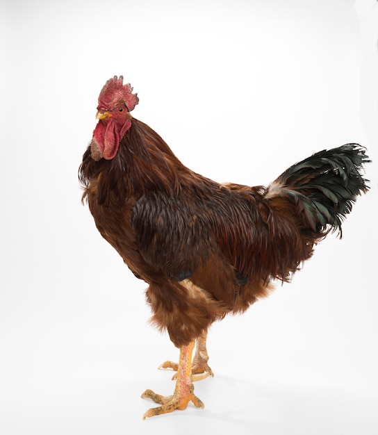 Photo close-up of chicken against white background