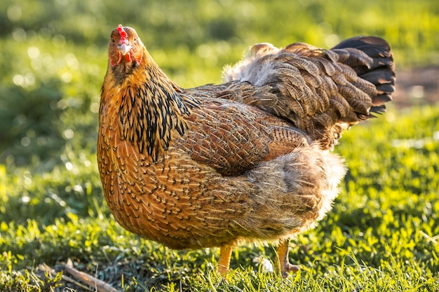 Close-up chicken at farm