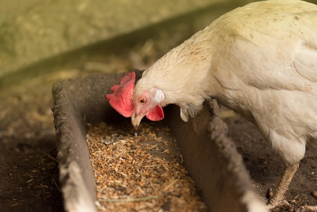 Close up chicken Portrait of chicken on hen coop