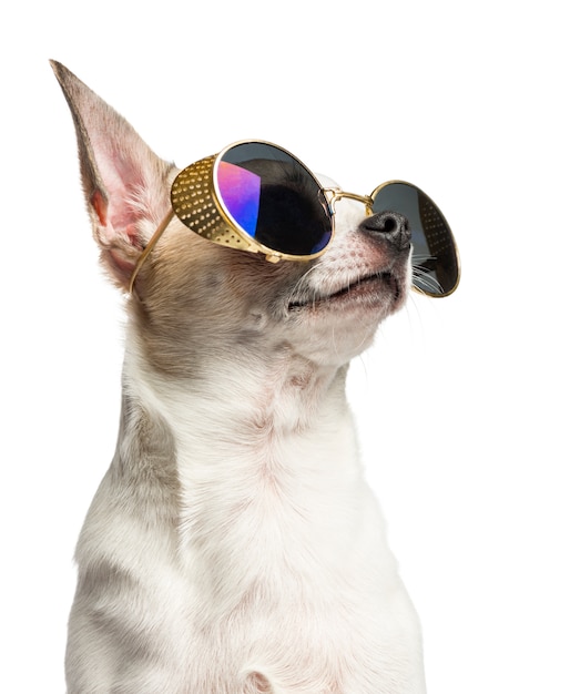 Close-up of a Chihuahua wearing sunglasses and looking up isolated on white