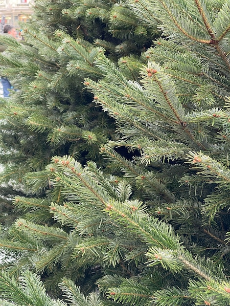 Close up of Christmas pine tree branches