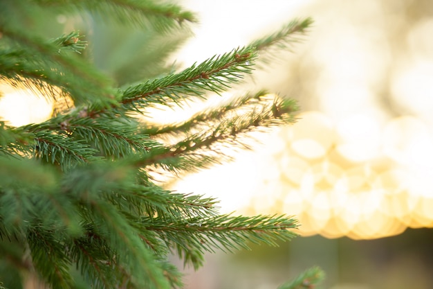 Close-up of a Christmas tree on a bokeh lights. 