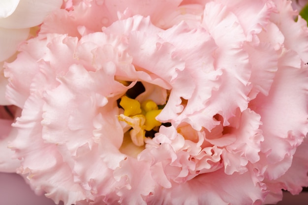 Close up of chrysanthemum flower