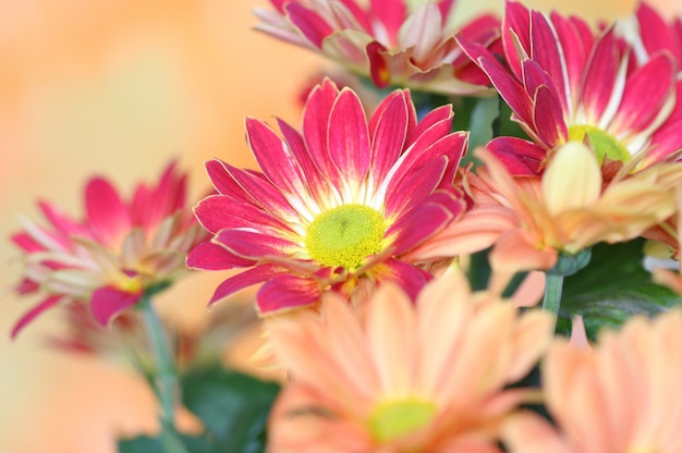 Close-up of   chrysanthemum flower