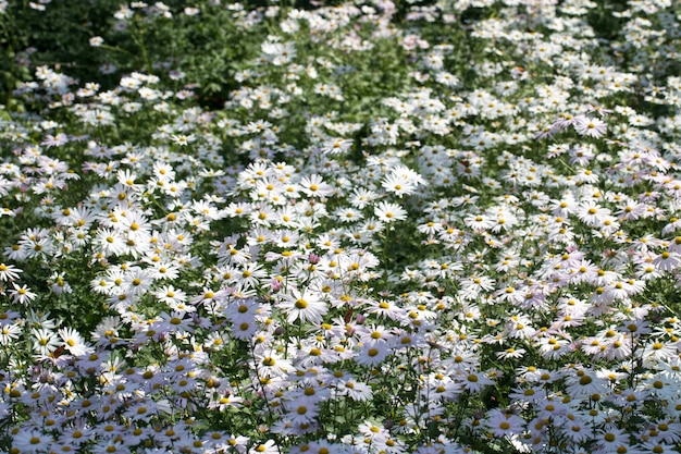 Close up on chrysanthemum flowers of autumn