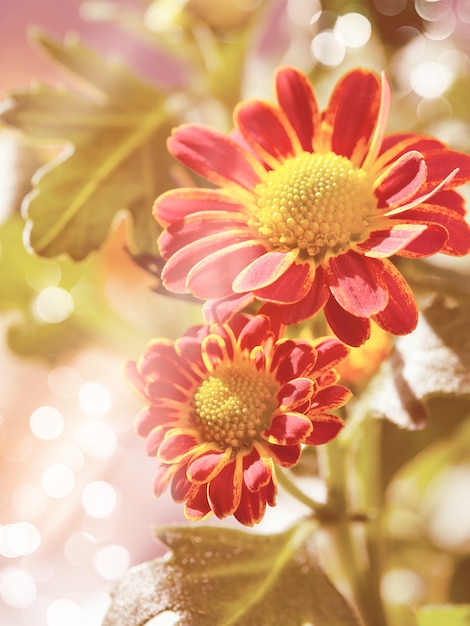 Close up chrysanthemum flowers