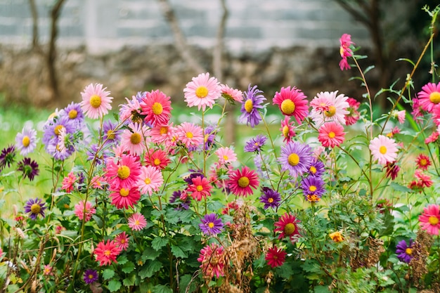 Close-up of chrysanthemums in the grass garden by the stone fence.