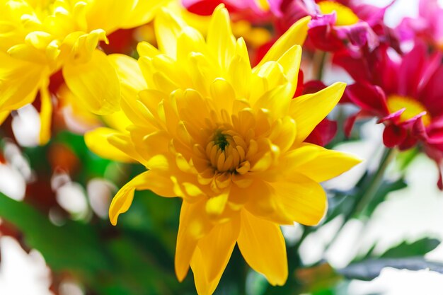 Close up of chrysanthemums