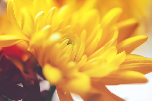 Close up of chrysanthemums