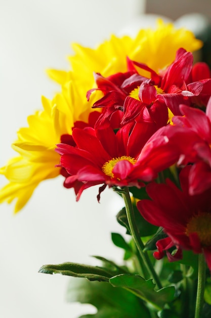 Close up of chrysanthemums