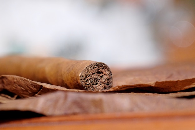 Close up of Cigar on the tobacco leaves