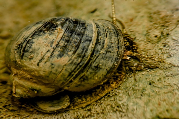 A close up of a clam with a chain hanging from it