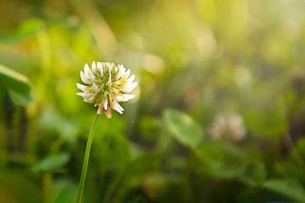 close-up of clover flower in a field at sunset