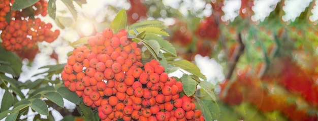 Close-up of clusters of red mountain ash against a background of blue sky and green leaves in autumn, selective focus, banner.