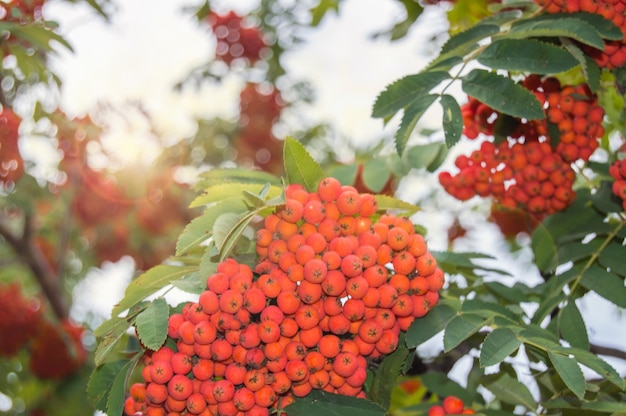 Close-up of clusters of red mountain ash against a background of blue sky and green leaves in autumn, selective focus.