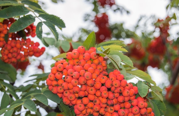 Close-up of clusters of red mountain ash against a background of blue sky and green leaves in autumn, selective focus