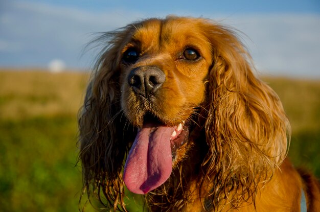 Photo close-up of cocker spaniel outdoors