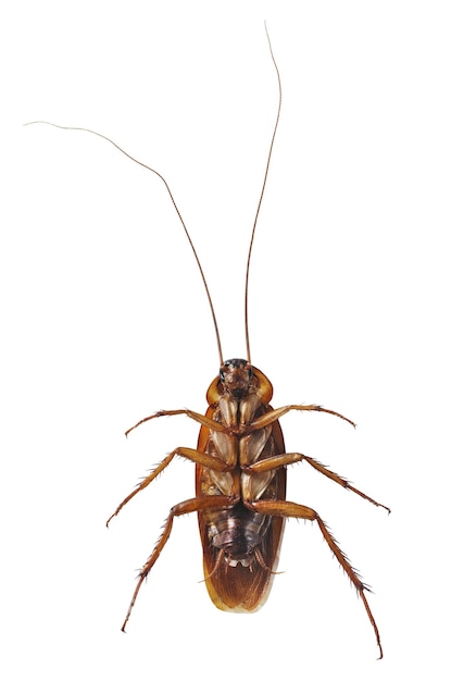 Close up cockroach isolated on white background