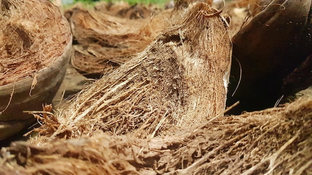 A close up of coconuts with the word coconut on the left