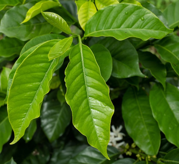 close up of coffee green leaves