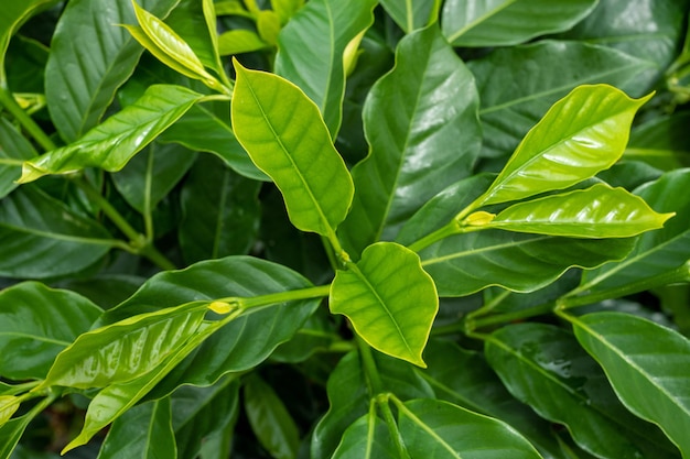 close up of coffee green leaves