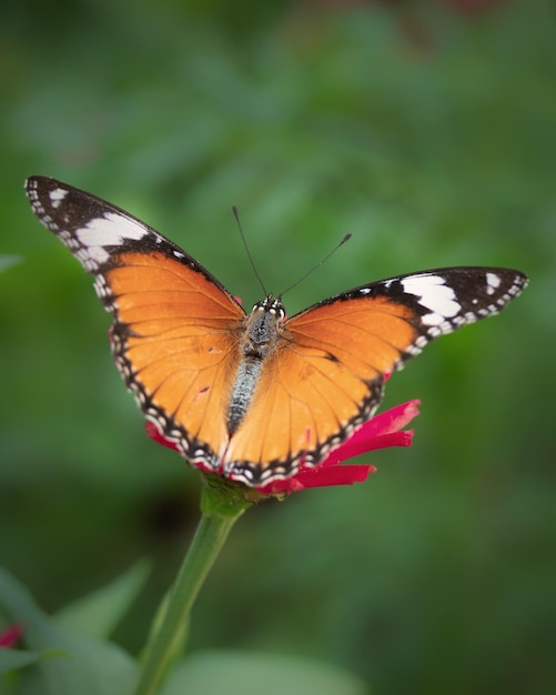 Close up colorful butterfly on flower