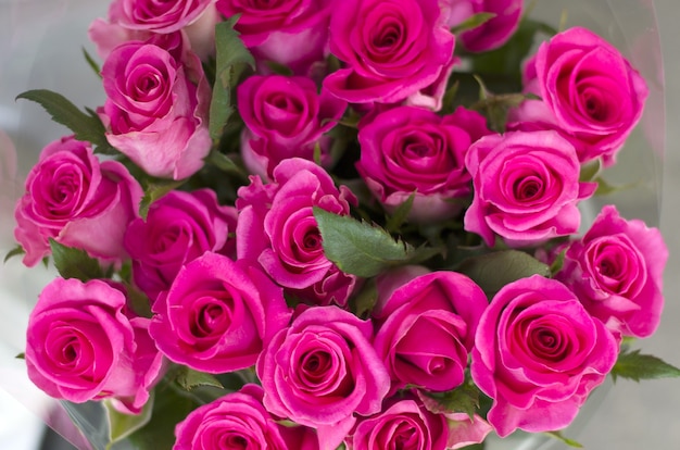 Close-up of colorful flowers