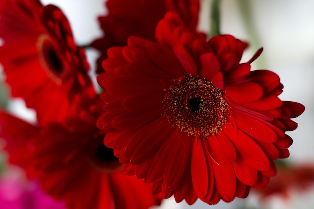 Close-up of colorful flowers