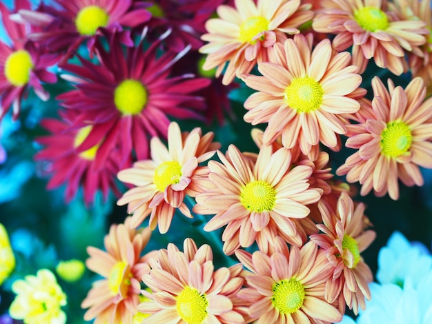 Close up colorful gerbera daisy flower. Floral bouquet for springtime and summer season.