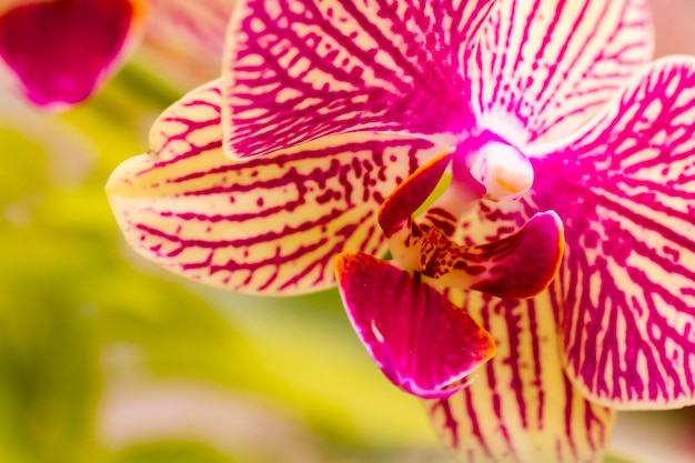 Close up of colorful orchid plants in full blossom.