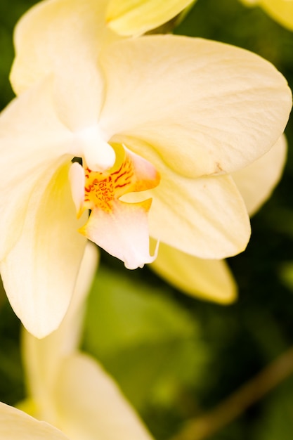 Close up of colorful orchid plants in full blossom.