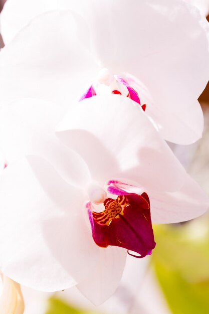 Close up of colorful orchid plants in full blossom.