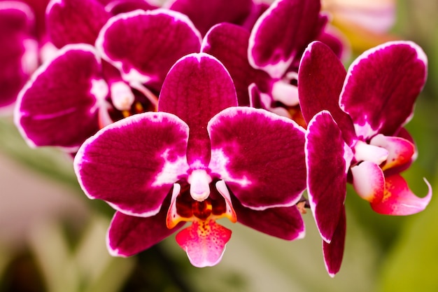 Close up of colorful orchid plants in full blossom.