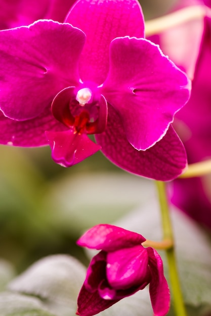 Close up of colorful orchid plants in full blossom.