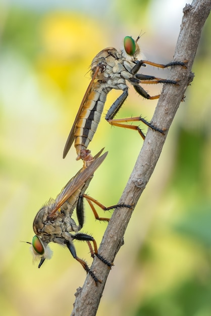 Close-up of colorful Robber flies