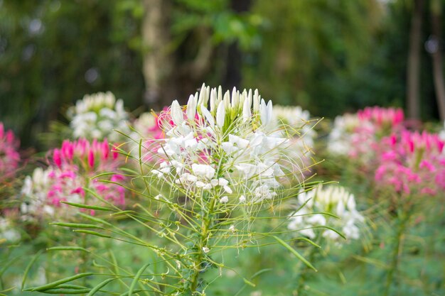 Close up colorful of spider flowers in the park