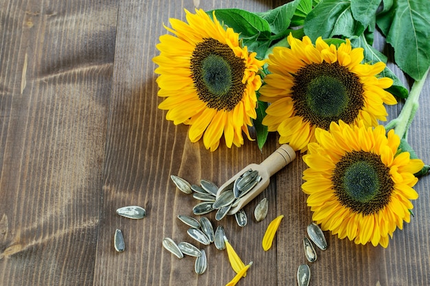 Close-up of colorful sunflowers