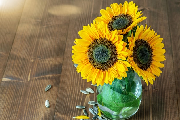 Close-up of colorful sunflowers