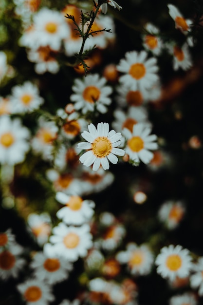 Close up of colorfull flowers