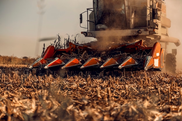 Close up of combine harvesting corn at the field in the autumn. Corn production and agriculture.