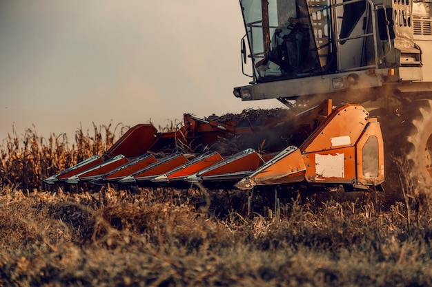 Close up of combine harvesting corn on the field at autumn. Machinery in the agriculture.