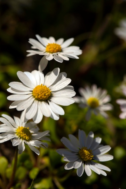 Close-up of common daisy (Bellis perennis) blooming in a meadow in spring, Izmir / Turkey