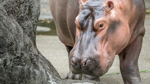 Close up of common hippopotamus walking getting out of water at day hot summer