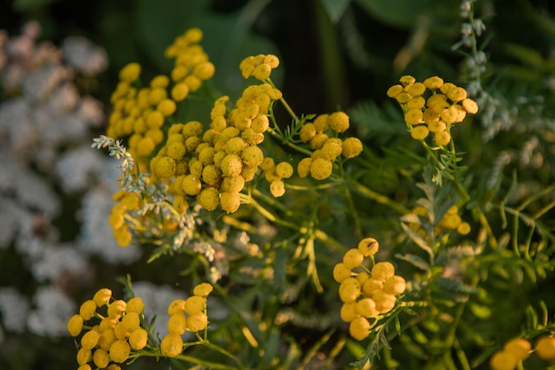 Close up of Common Tansy