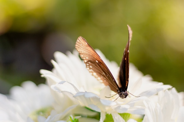 Close up common tiger butterfly on  white flower in garden